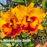 Орхидея ринхолелиокаттлея RLC. MONTHATIP BELLE #2