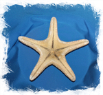 Звезда Астеродискус