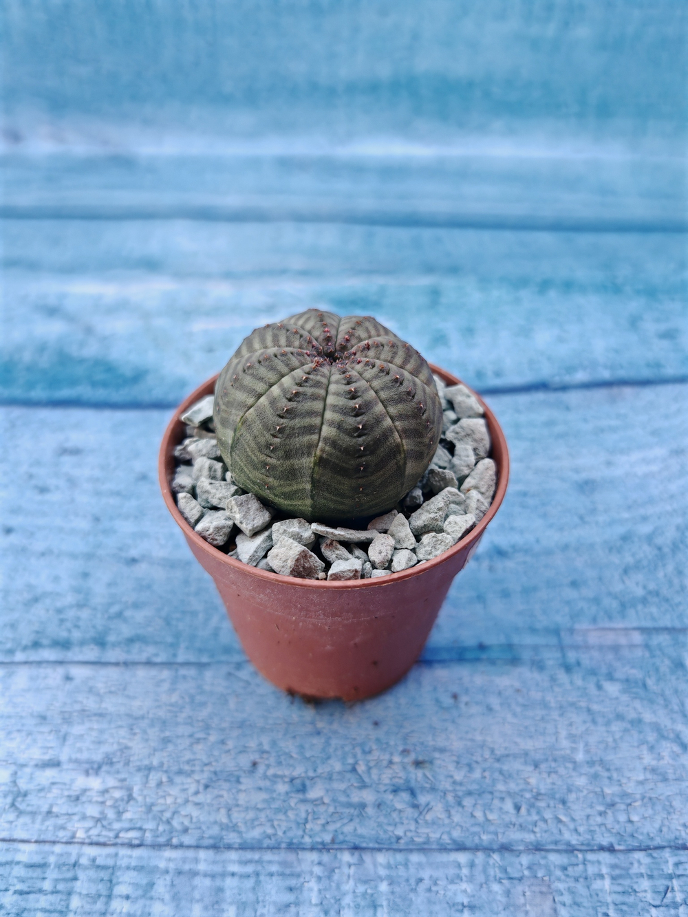 Суккулент Euphorbia Obesa (Эуфорбия)