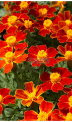 Бархатцы отклоненные DISCO RED