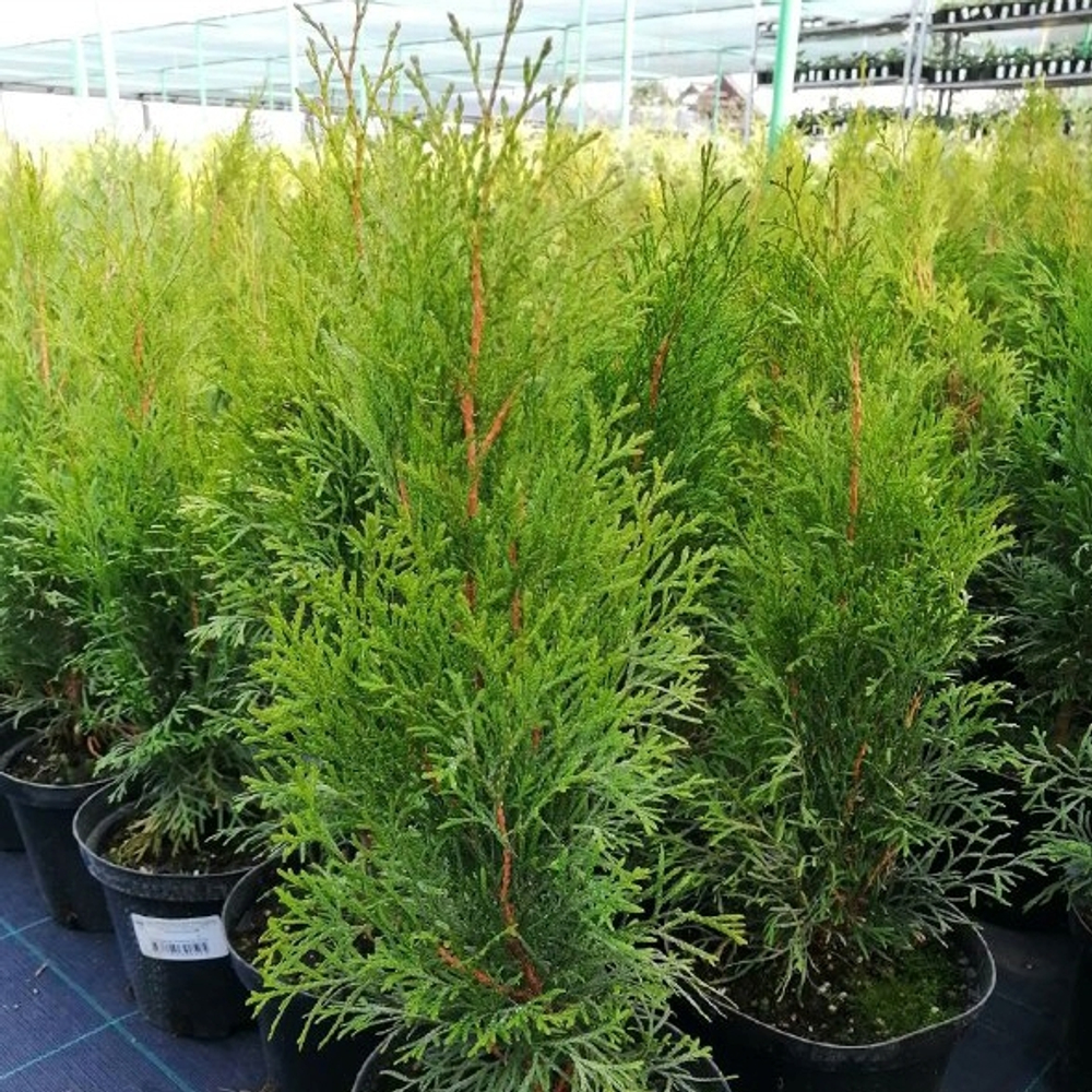 Туя западная Смарагд С2 20-30