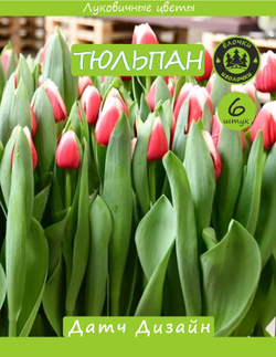 Тюльпан Луковица, Датч Дизайн, 6шт