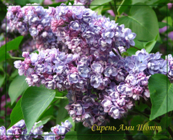 Сирень Ами Шотт