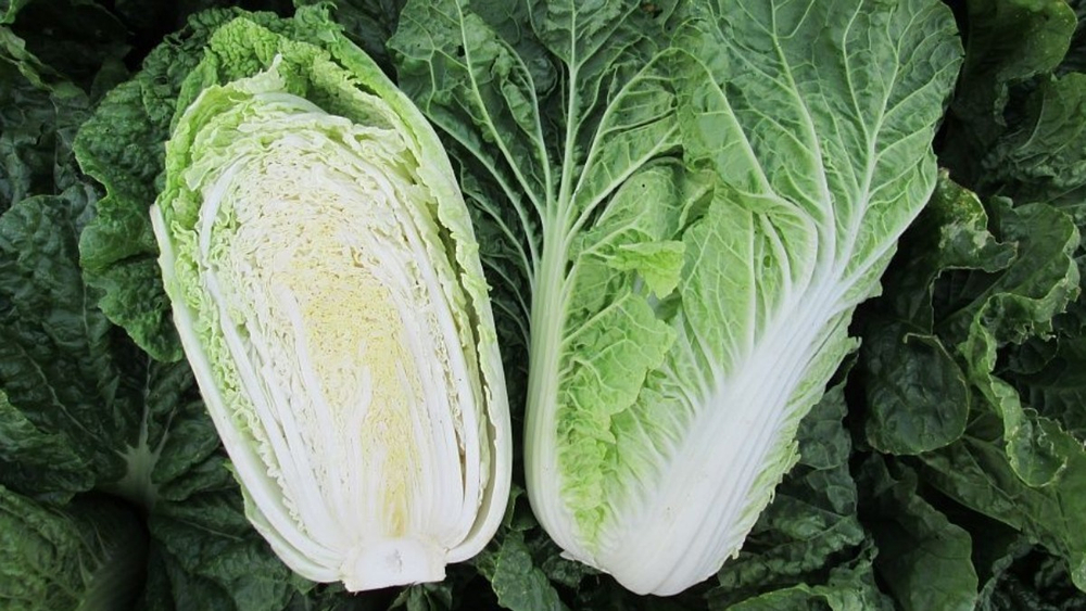Капуста пекинская Капелла F1 (50шт)  Витагрин Профи