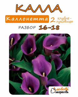 Калла Клубнелуковица, Каллонетта, 2шт. Разбор 16/18
