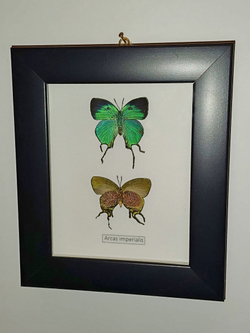 Голубянки Аркасы в рамке