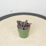 Каланхое хумилис Зебра