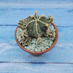Astrophytum Myriostigma "Hakujo Fukuryu"  (Астрофитум)