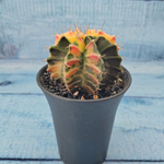 Gymnocalycium Variegata (Гимнокалициум Вариегатный)