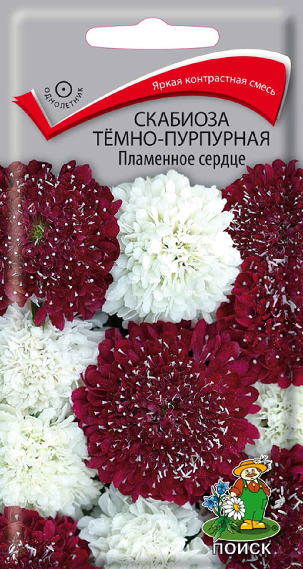 Скабиоза Пламенное сердце Ц Поиск