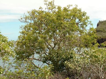 ПАЛО САНТО ДЕРЕВО – ЭТО BURSERA GRAVEOLENS, BULNESIA SARMIENTOI ИЛИ GUAIACUM SANCTUM?