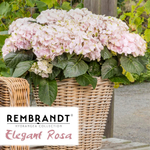 Elegant Rosa, Р14 (8/10+) (розовый)