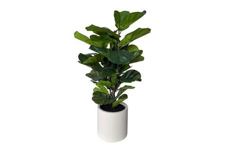 Фикус Лирата в декоративном кашпо - Зеленый