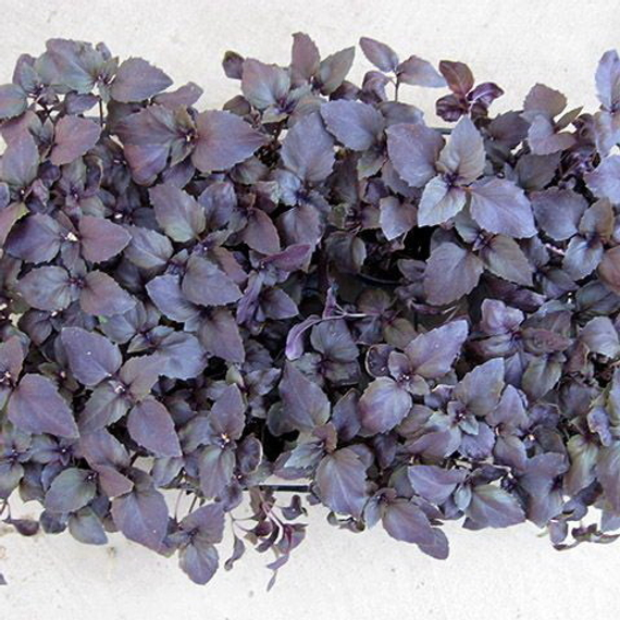 РОЗИ семена базилика Enza Zaden цена – фото 3