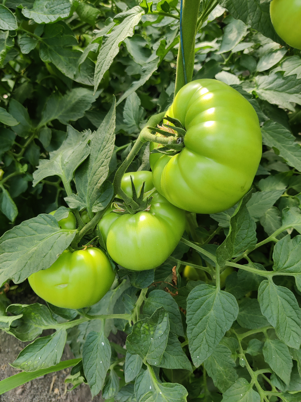 Мальгрос F1 семена томата индетерминантного ( Yuksel Tohum / )