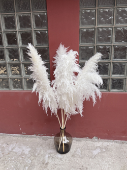 Кортадерия белая Премиум 5 шт