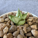 Сансевиерия POPEYE