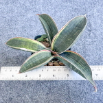 Сансевиерия HALLII BLUE BAT VAR s.L