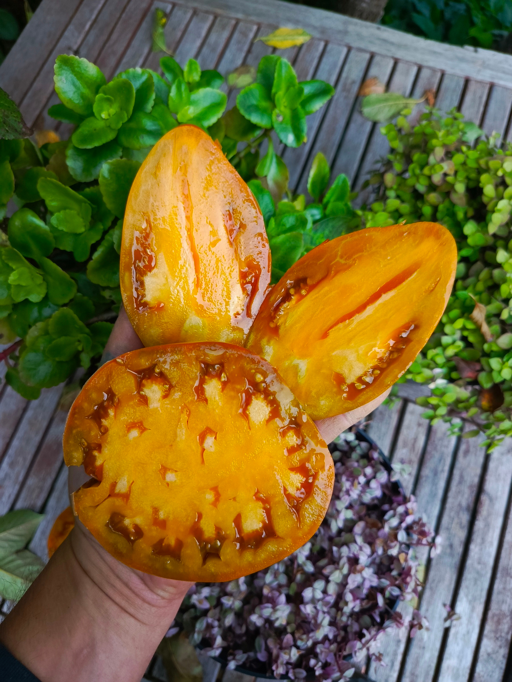 Огненный гребень охра (Cresta di Fuoko ochre) сорт томата