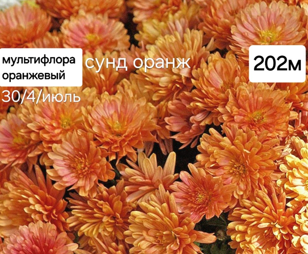 СУНД ОРАНЖ №202 ОРАНЖЕВАЯ МУЛЬТИФЛОРА