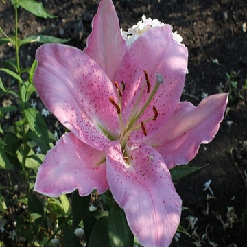 Лилия Бебоп