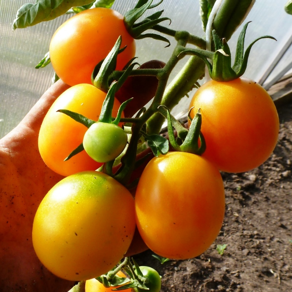 Помидоры Алыча