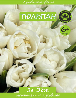 Тюльпан Луковица, Зе Эдж, 6+ шт