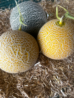 Дыня Чисай F1 5шт