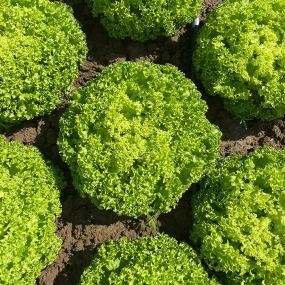 Ламарре_семена_салата_листового_Rijk_Zwaan_купить – фото 2