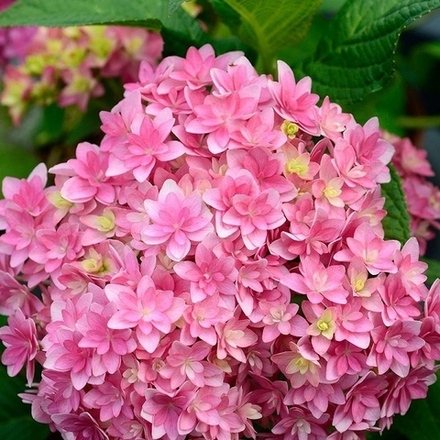 Stellar Pink/  Стеллар Пинк  (Стандарт поставки Р9)2025г.