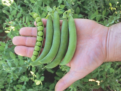 Оскар семена гороха ( / Semo)