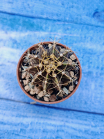 Gymnocalycium Friedrichii (Гимнокалициум)