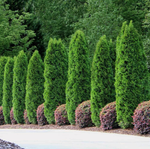 Туя Пирамидалис Компакта (Thuja occidentalis Pyramidalis Compacta) р9 август 2026 г