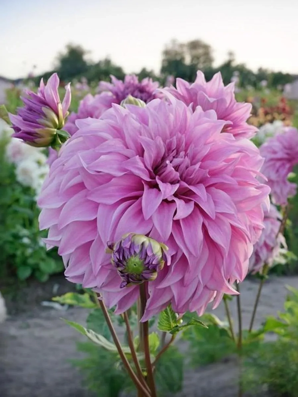 Георгин декоративный Вассио Меггос