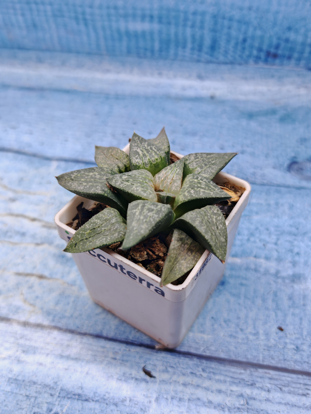 Haworthia Comptoniana hyb. (Хавортия)