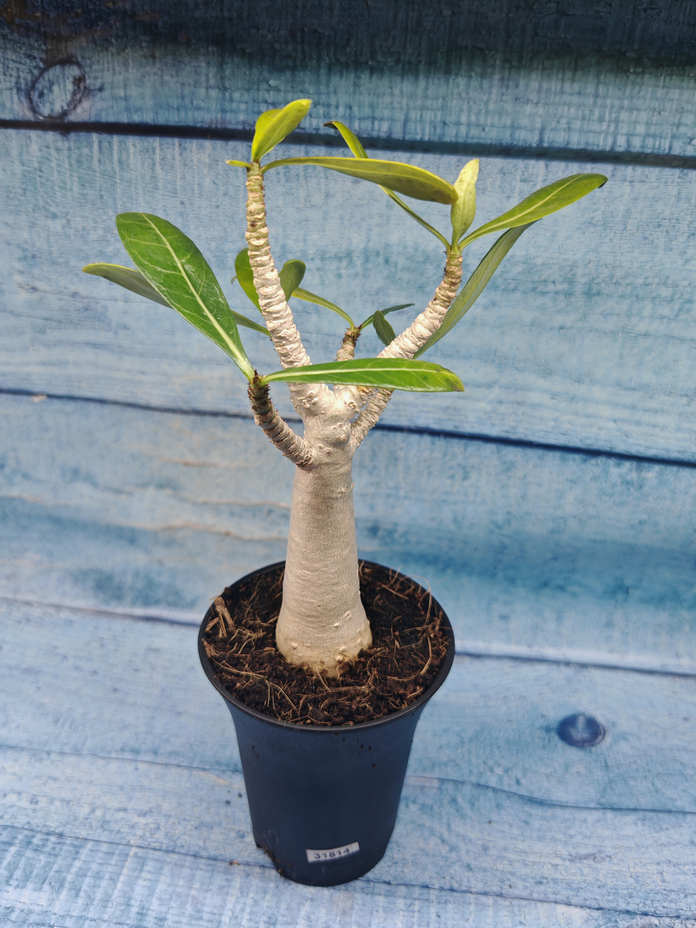 Adenium Baobab (Адениум)