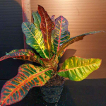 Кротон THA SAE