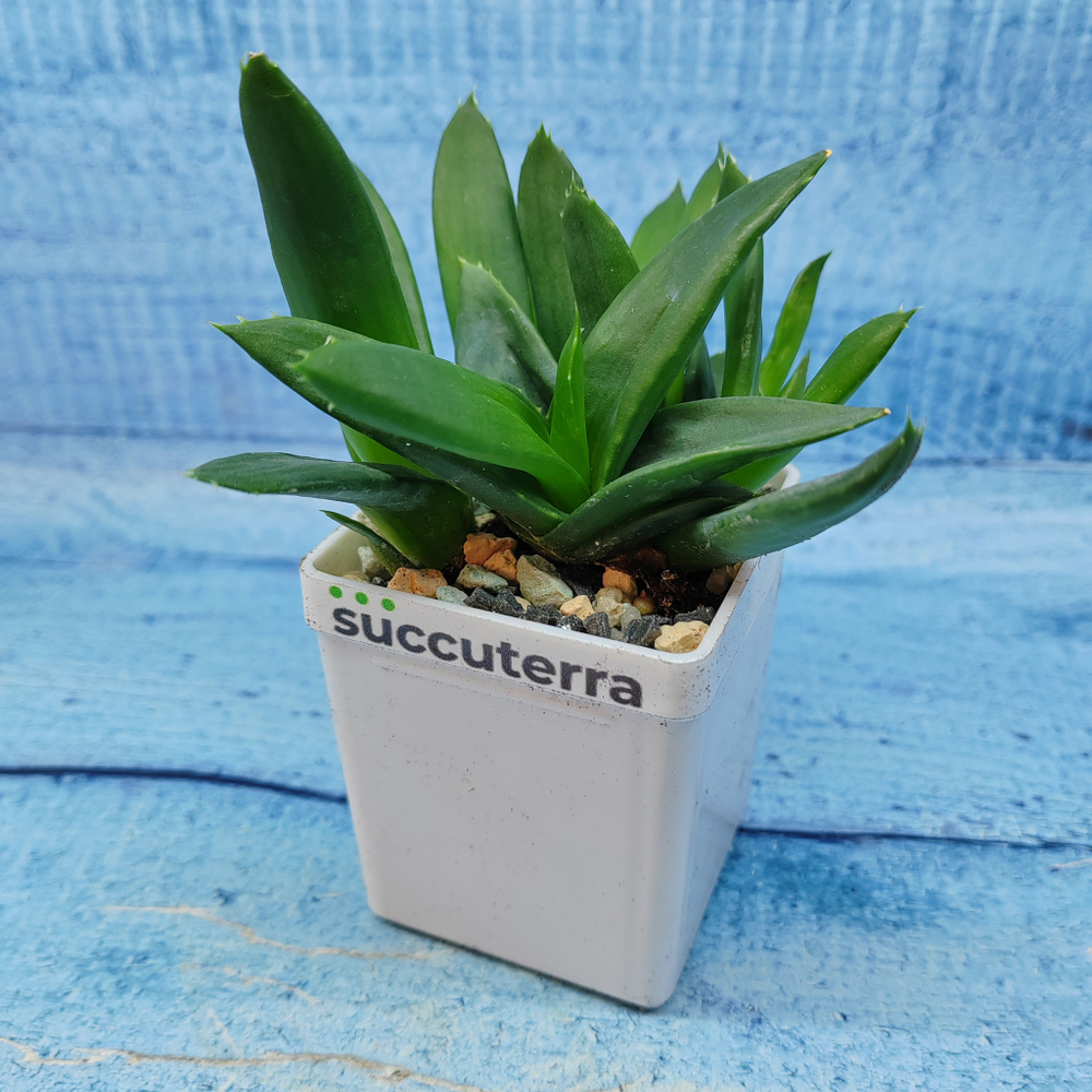 Haworthia Pentagona (Хавортия)