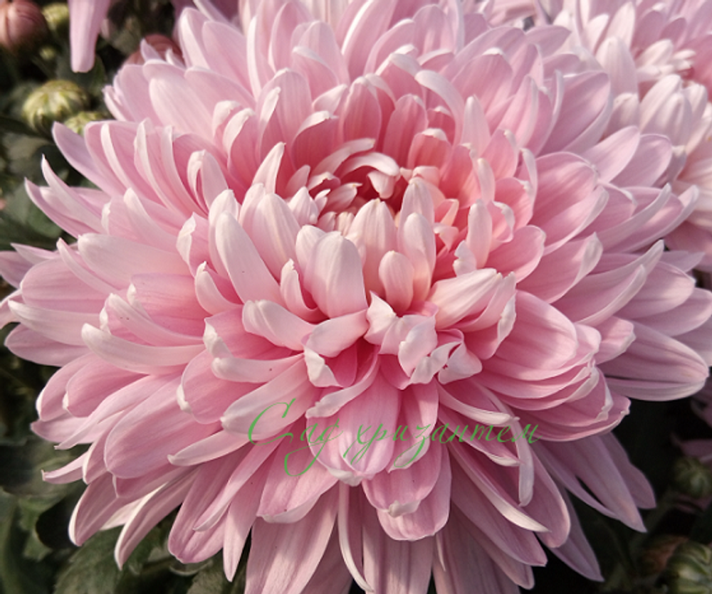 Одноголовая хризантема Allouise pink / о.2 🌿 /поставка весна 2026г/