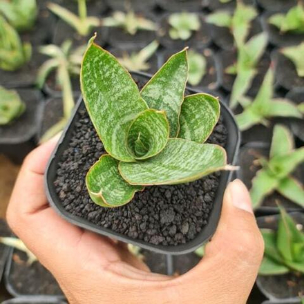 Сансевиерия JOTUN