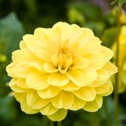 Георгина Глория Ван Химстедей