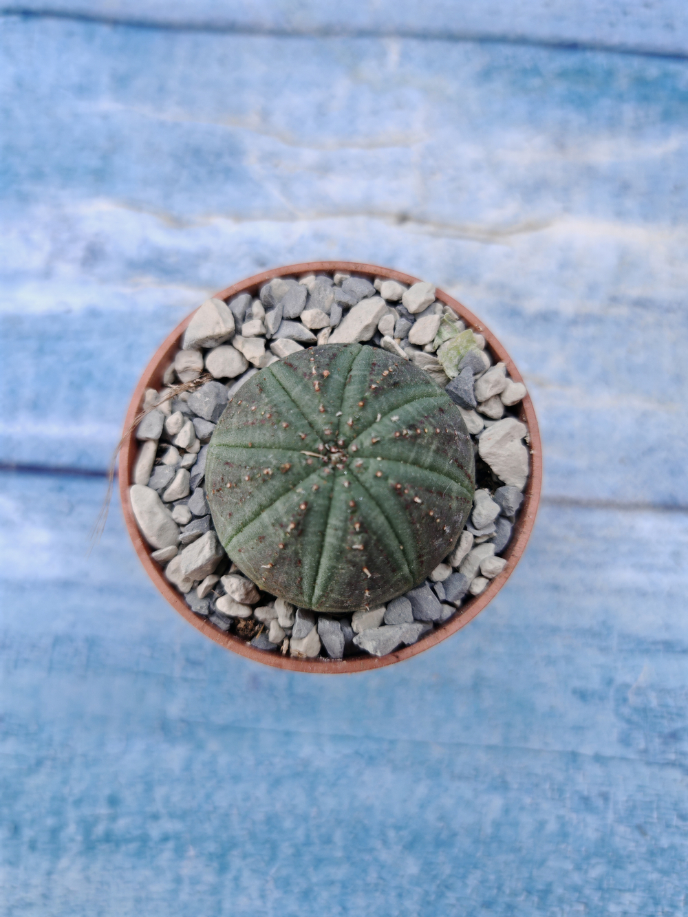 Euphorbia Obesa (Эуфорбия)