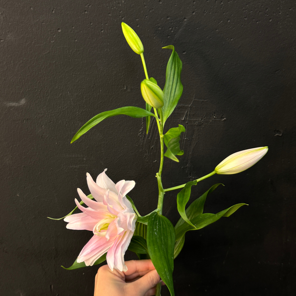 Лилия нежно-розовая махровая 80 см / 1 шт