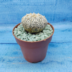 Astrophytum Asterias "Super Kabuto" (Астрофитум)