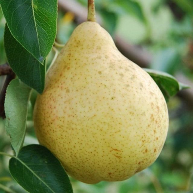 Осенний сорт
