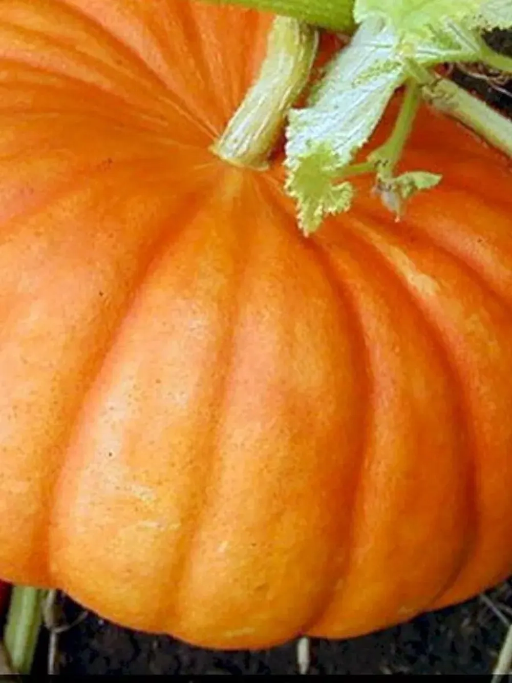 Семена Тыква Медовая Каша