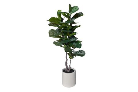 Фикус Лирата в декоративном кашпо - Зеленый