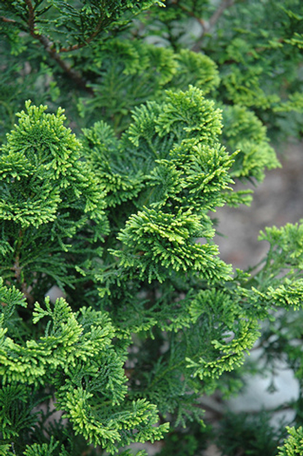 HINOKI WOOD eo / ХИНОКИ 100% эфирное масло CAS 91745-97-0