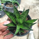 Сансевиерия MANEE TOWER