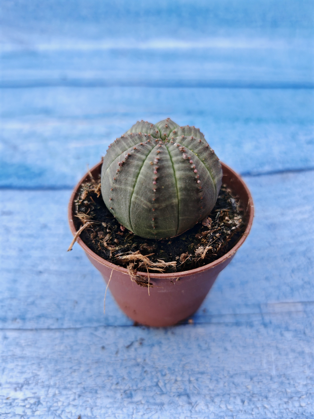 Euphorbia Obesa (Эуфорбия)
